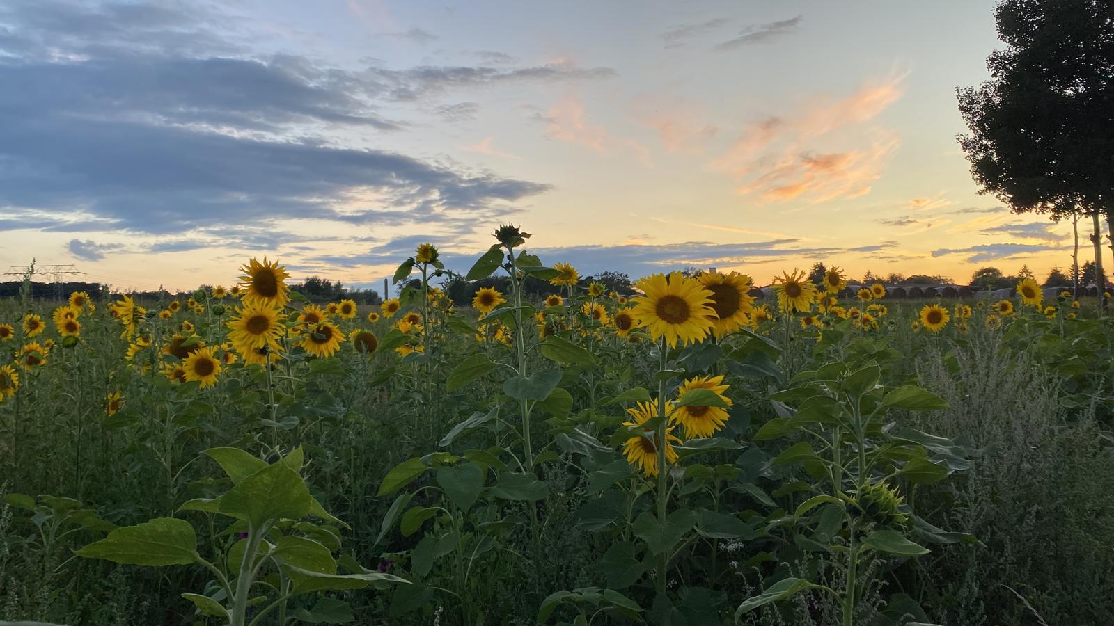 Café Lebensfreude in Gnoien