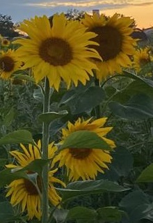 Willkommen im Cafe Lebensfreude in Gnoien